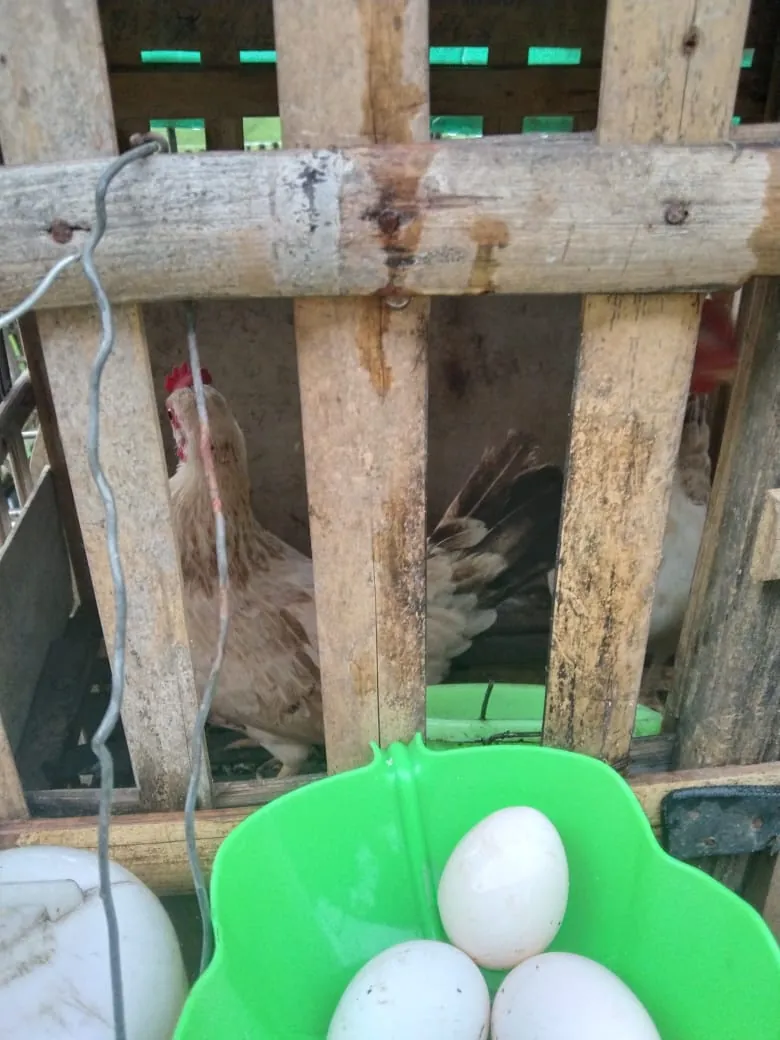 Jurnal Ramadan hari ke 7: Panen Telur