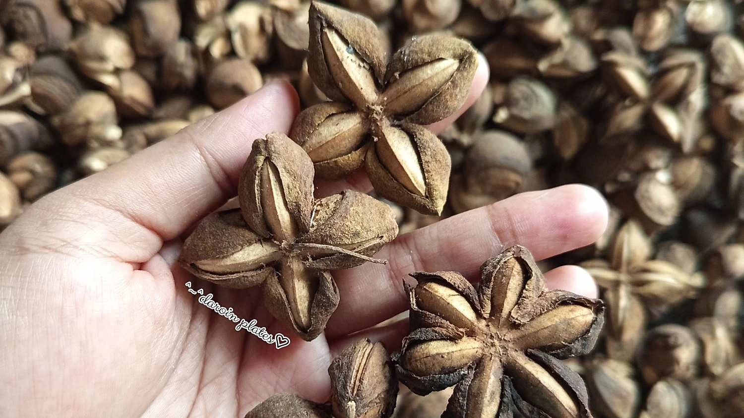 Kacang Sacha Inchi, Superfood yang Bernilai Unggul