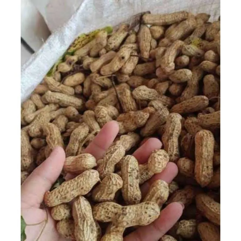 Kacang Tanah
