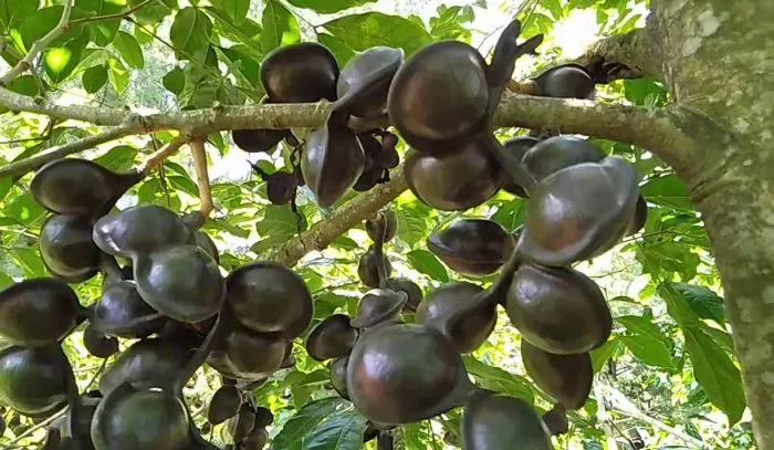 Kandungan gizi pada jengkol