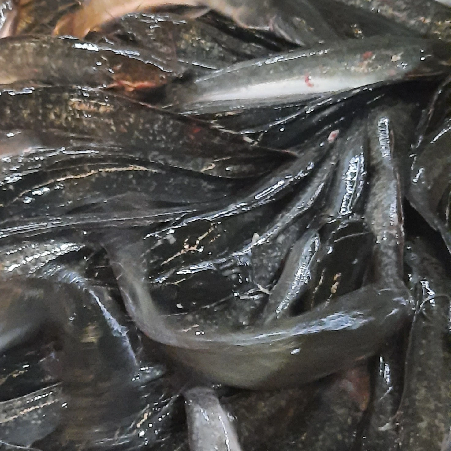 Kandungan ikan lele