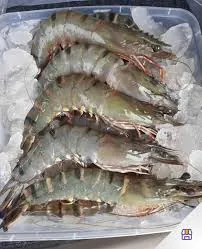 Kenapa udang windu mahal?
