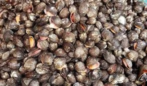 Kerang laut