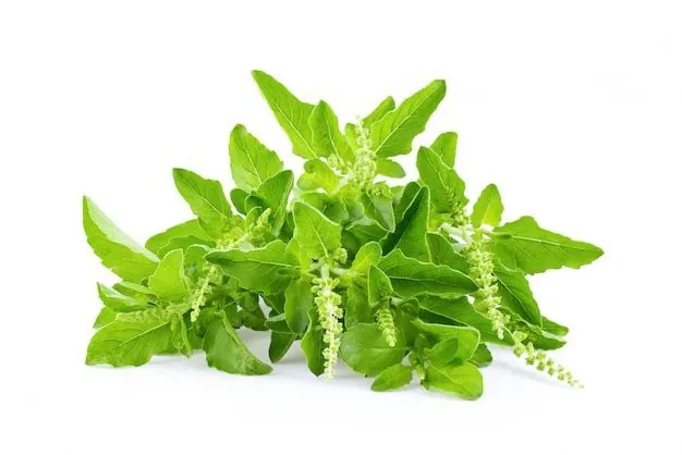 Khasiat Daun Kemangi