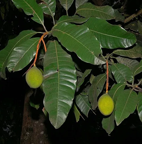 Kuini