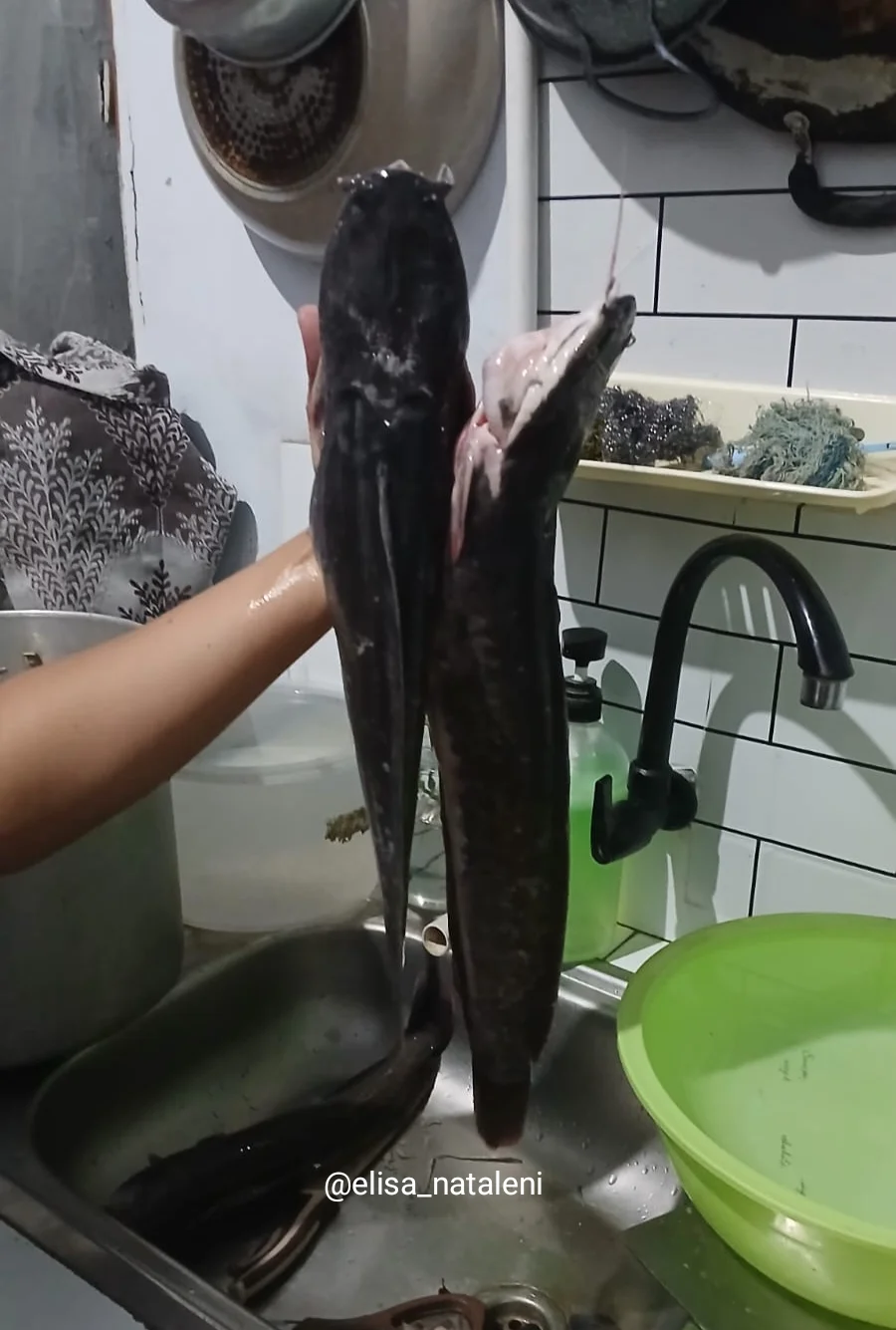 Lele Jumbo untuk Makan 1 RT