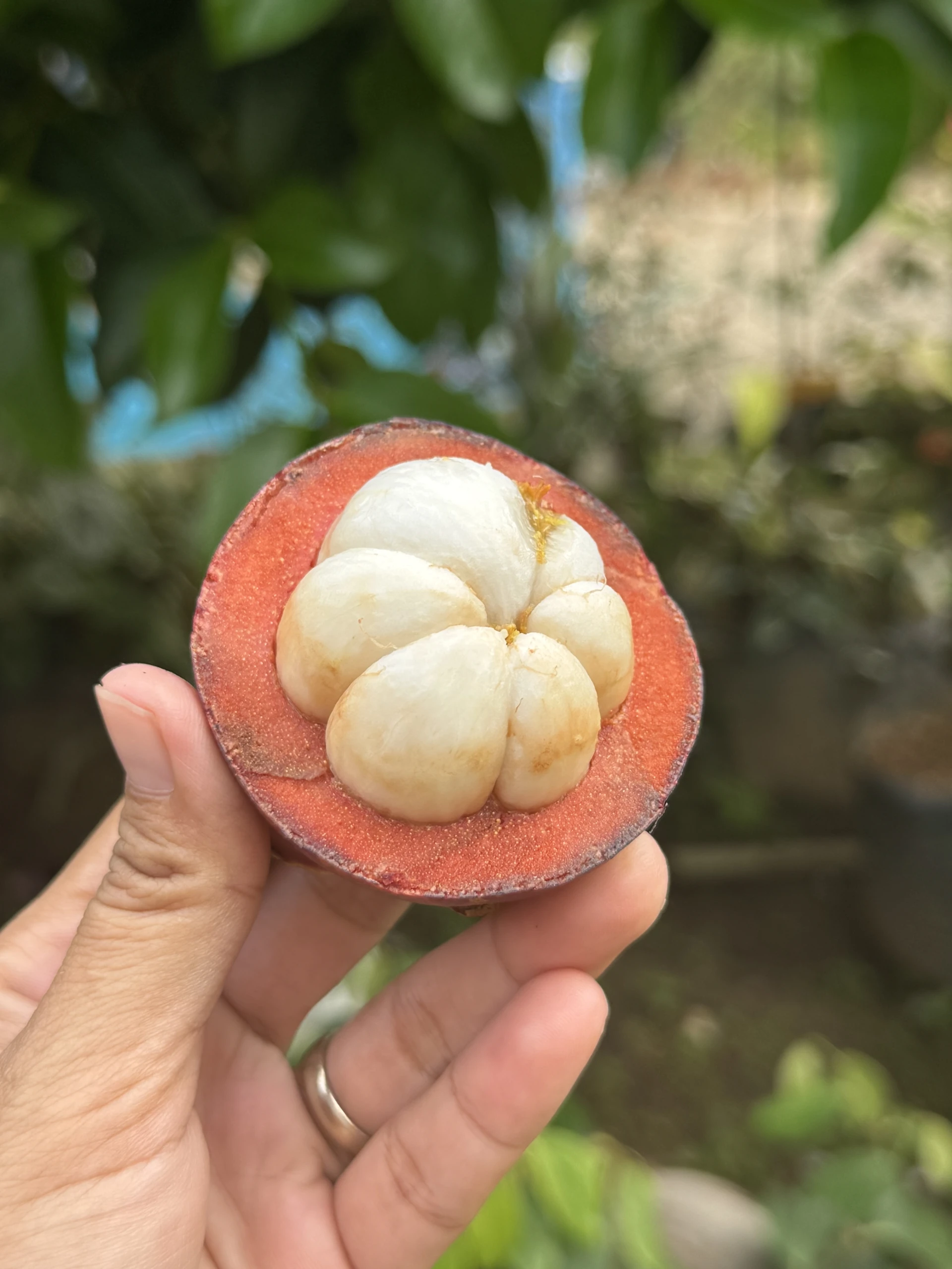 Manfaat Buah Manggis
