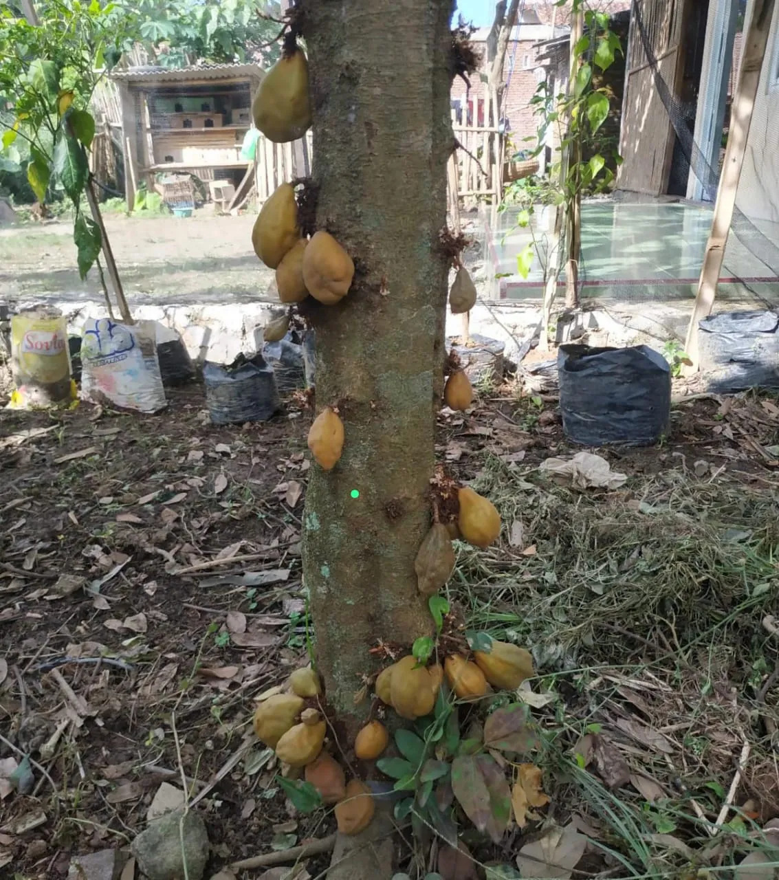 Manfaat buah nam nam (kopi anjing)