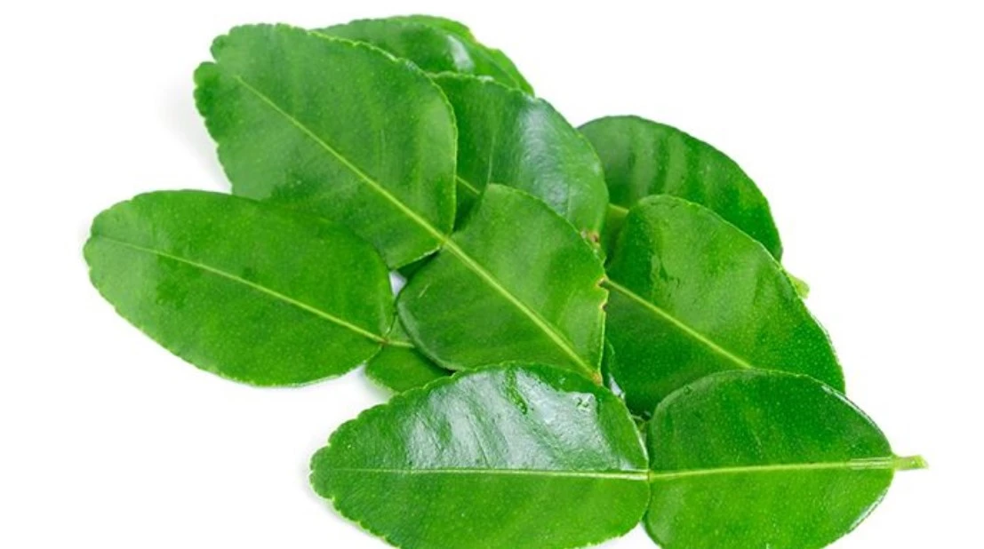 manfaat daun jeruk