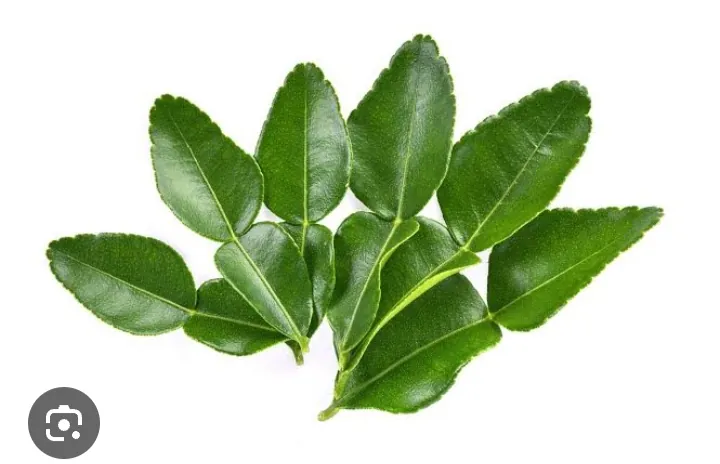Manfaat Daun Jeruk