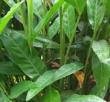Manfaat daun lengkuaa
