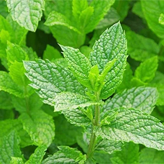 Manfaat daun mint