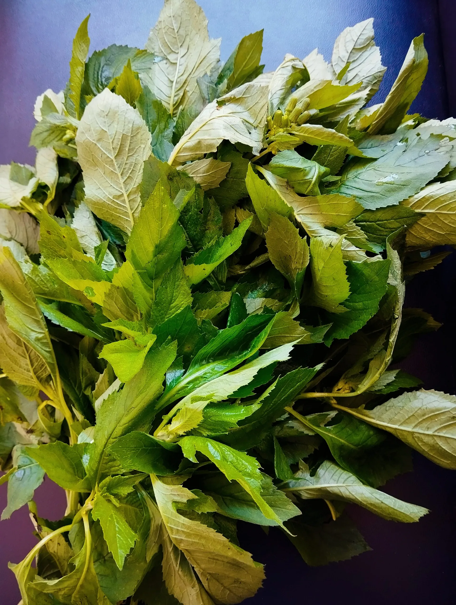 Manfaat Daun Sentrong