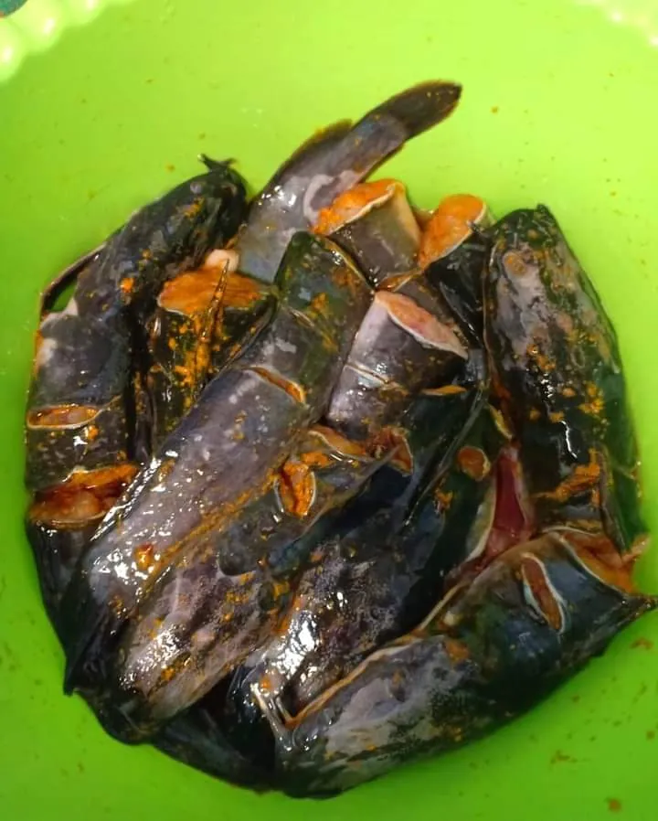Manfaat Ikan Lele