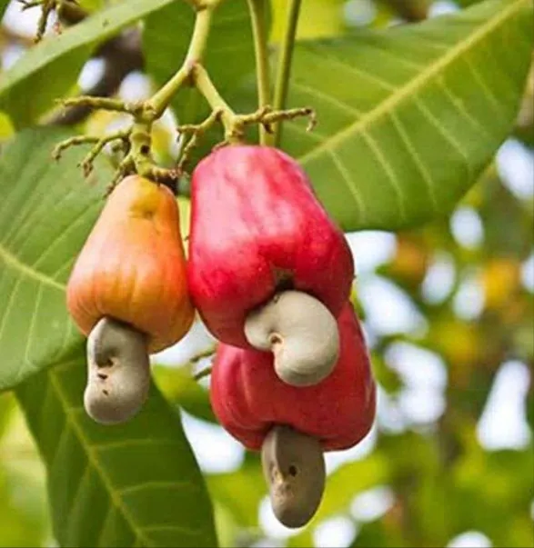 Manfaat jambu mente (jambu monyet)