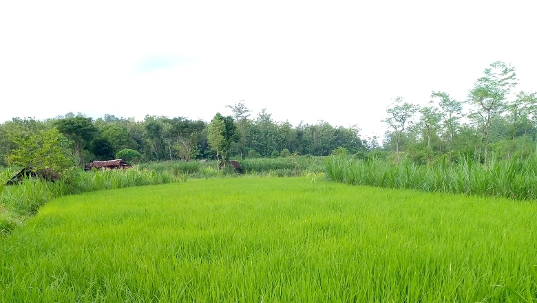 Manfaat pemandangan hijau