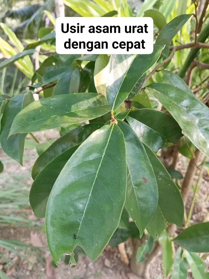 Manfaat rebusan daun sirsak