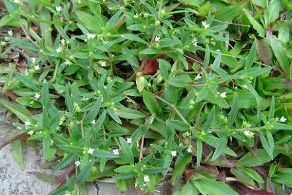 Manfaat Rumput mutiara