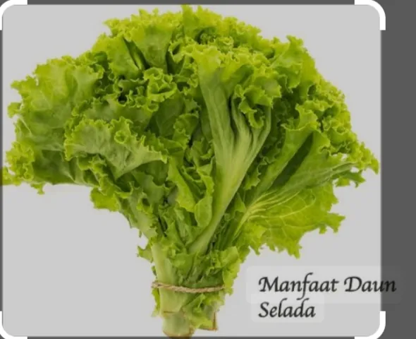 Manfaat selada bagi tubuh