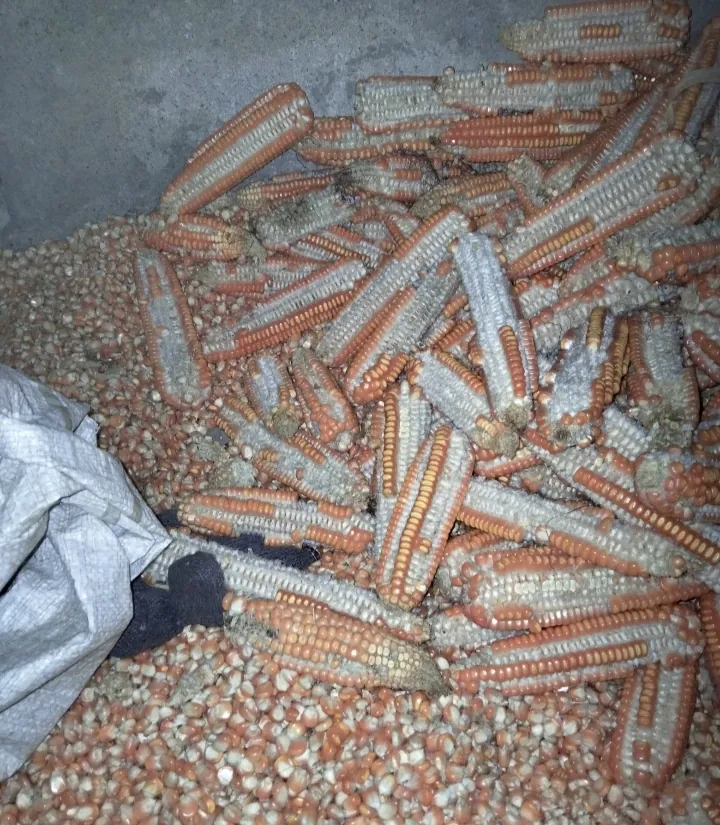 Memasah dan memipik jagung setelah sholat tarawih