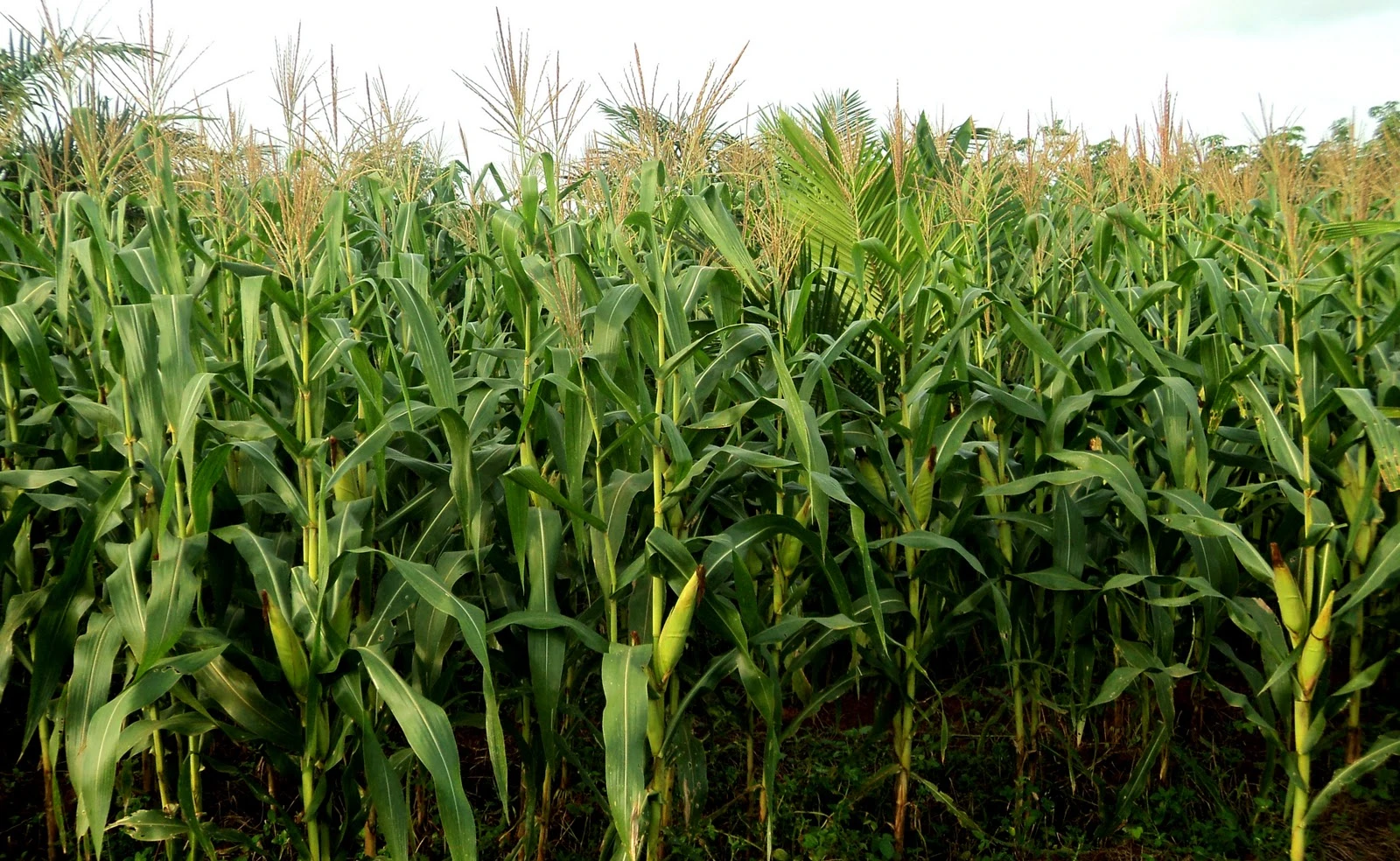 Menanam jagung=Upaya meningkatkan ketahanan pangan, . #SejutaCeritaUmamichi