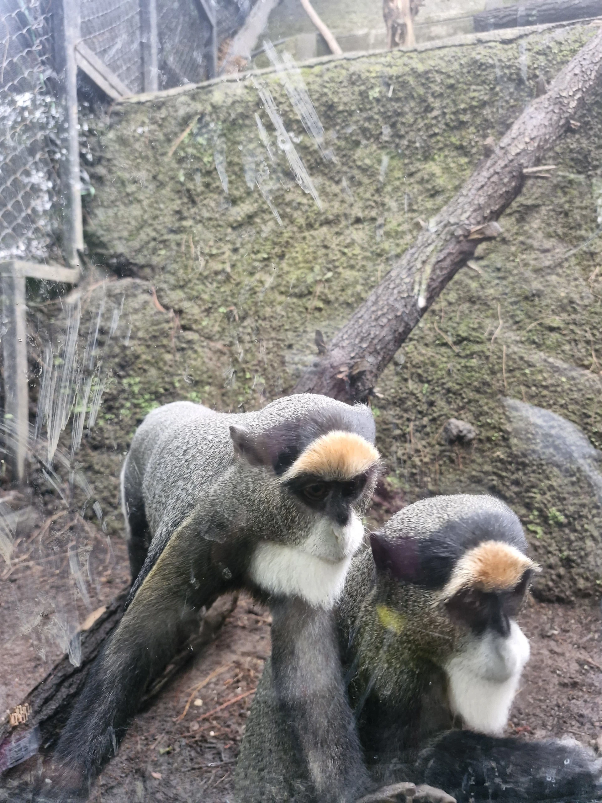 Mengenal jenis binatang yang ada di lembang park zoo