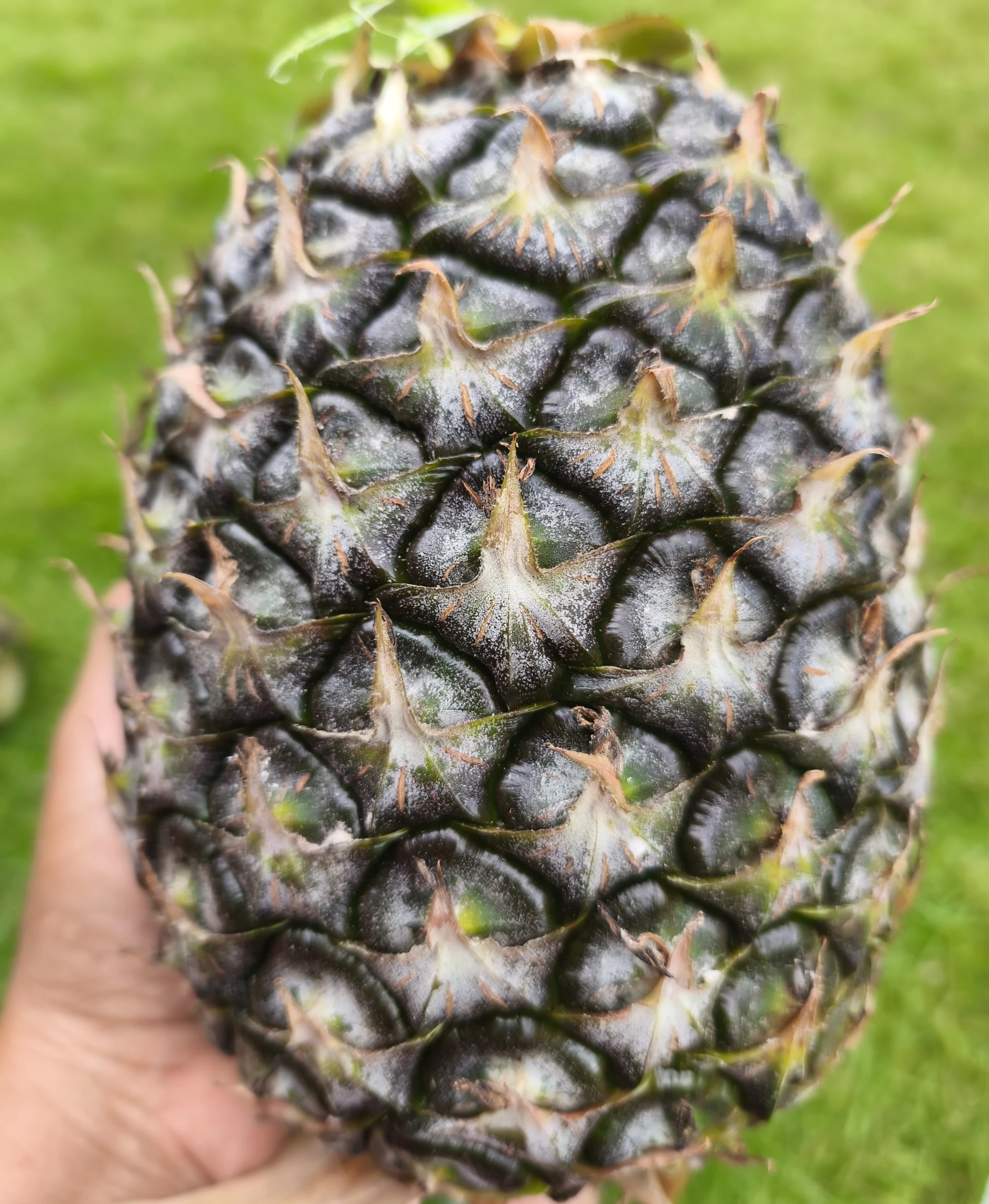 Nanas Setengah tua