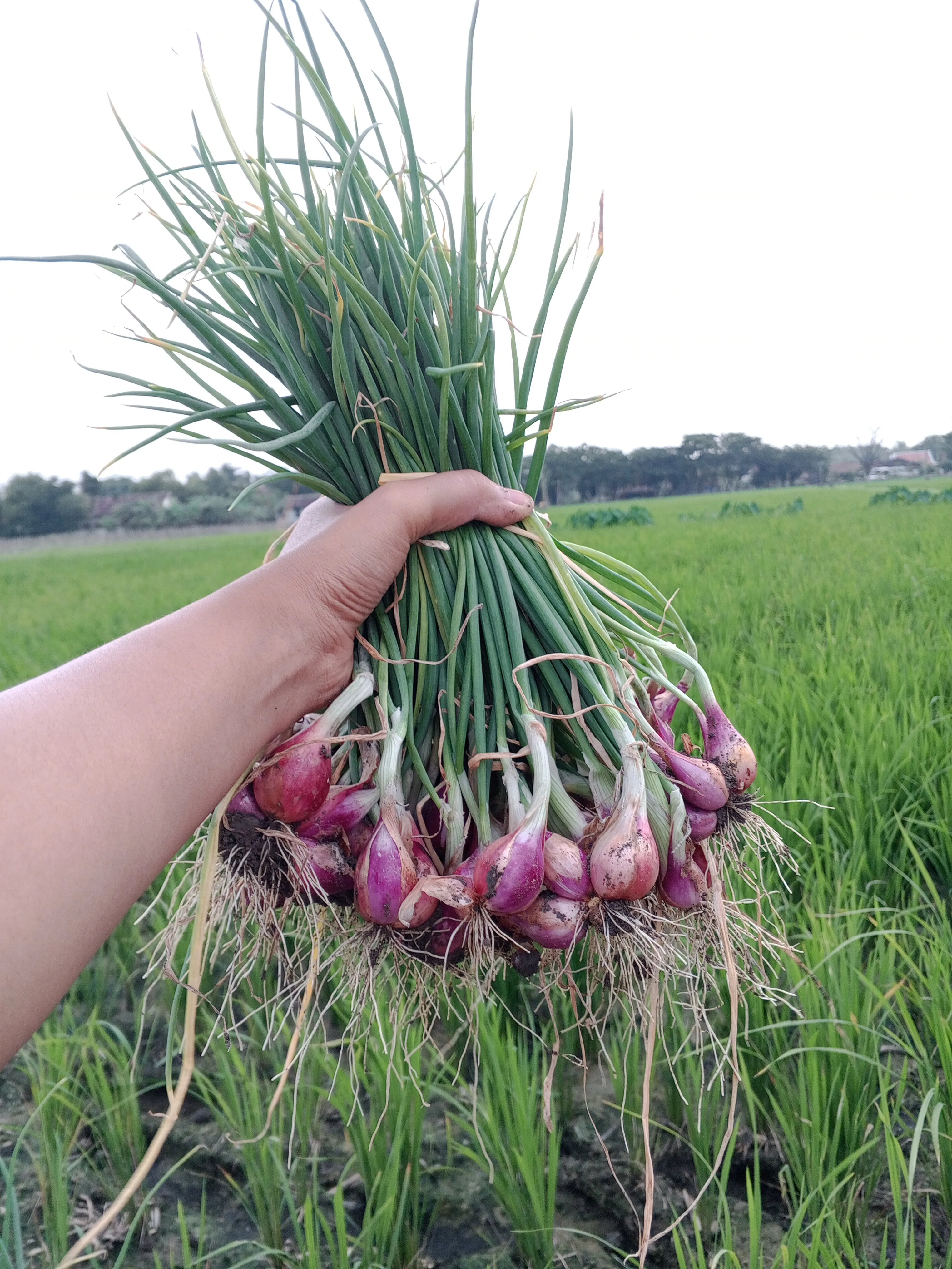 Ngabuburit di sawah