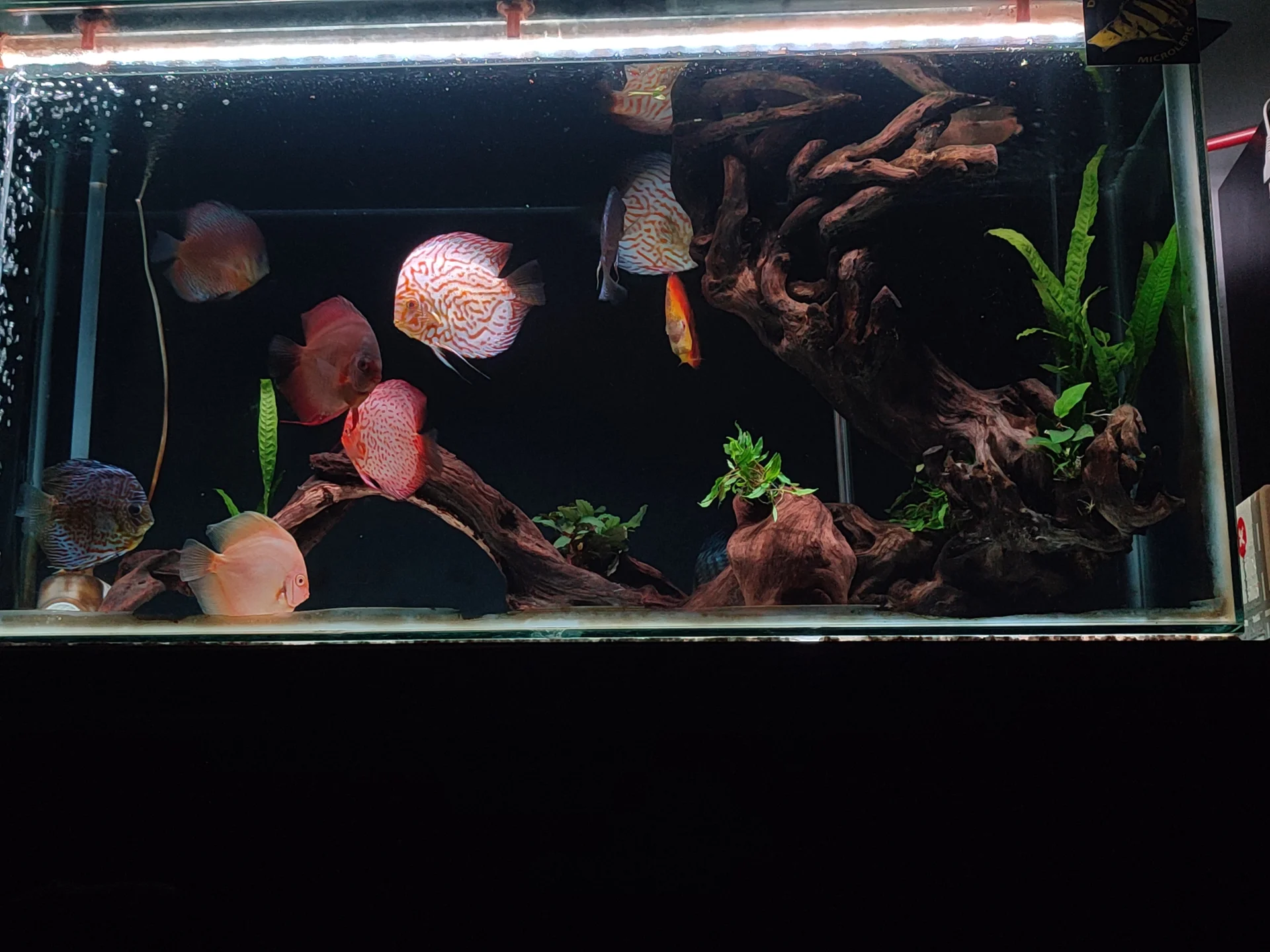 Nongkrong malam bareng ikan2