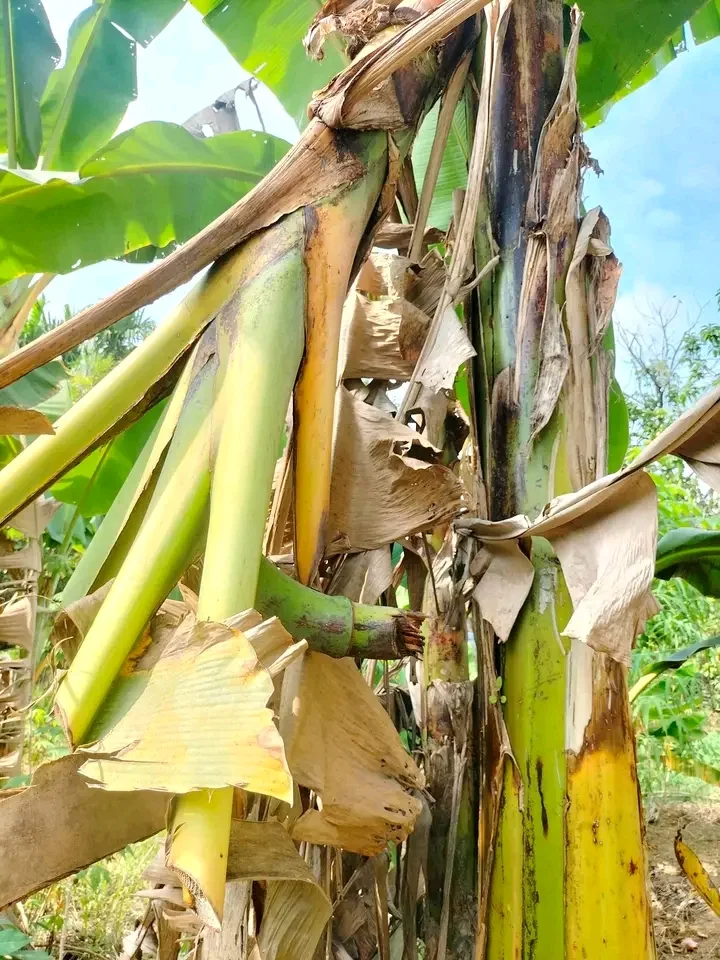 Panen pisang dikebun