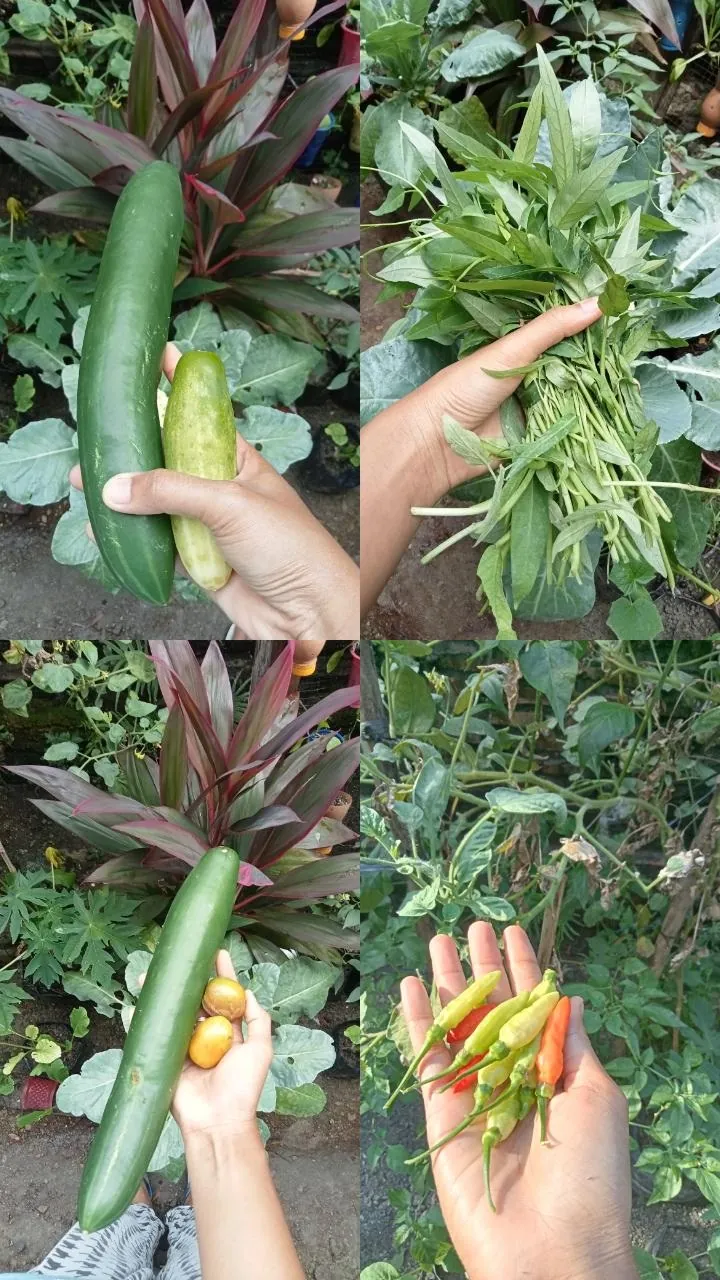 Panen sayur