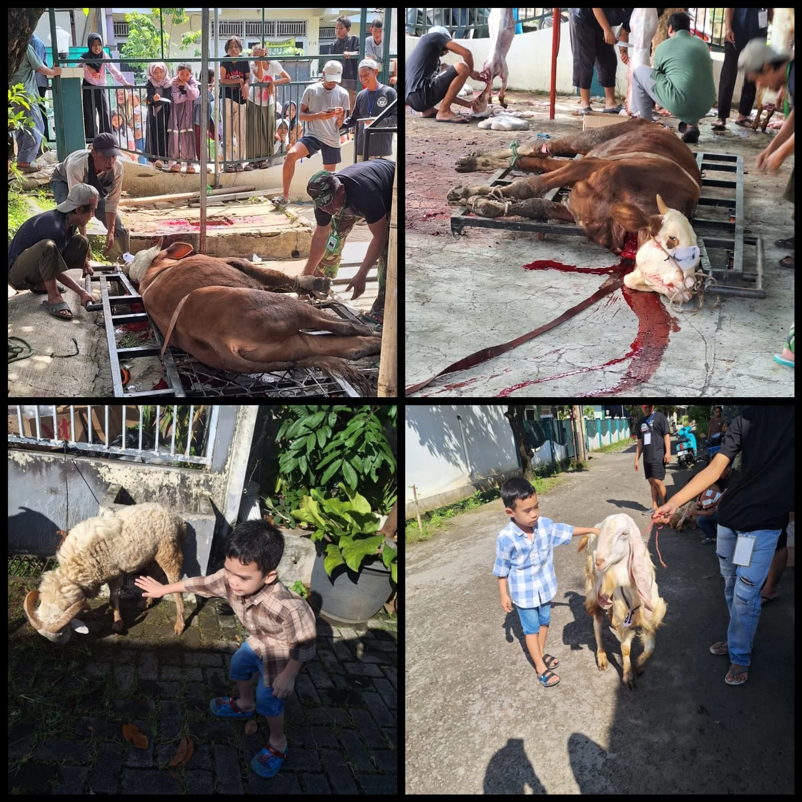 Pemotongan Hewan Kurban (#MaknaIduladha)