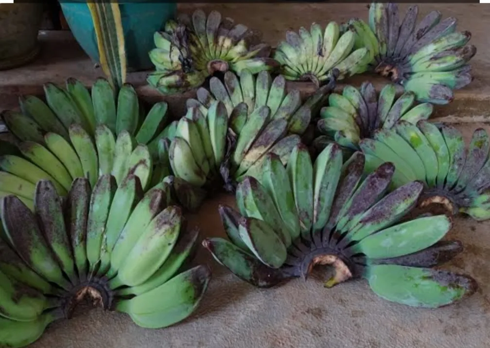 Pisang Kepok