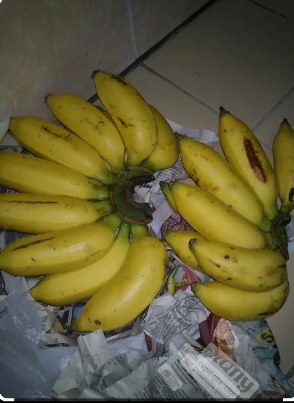 Pisang Lilin