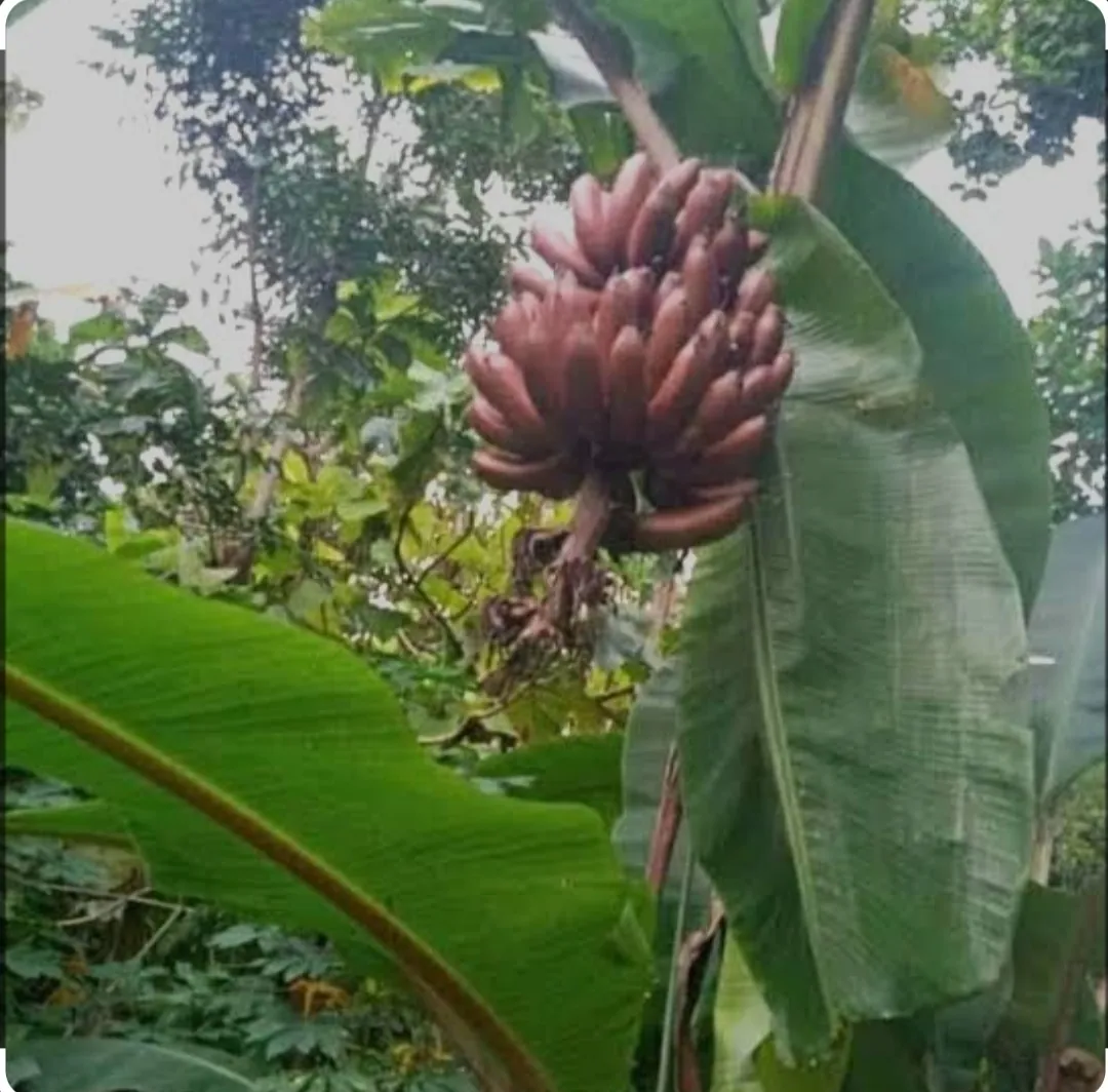 Pisang susu merah
