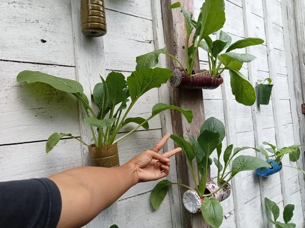 Pot sayur dari botol bekas