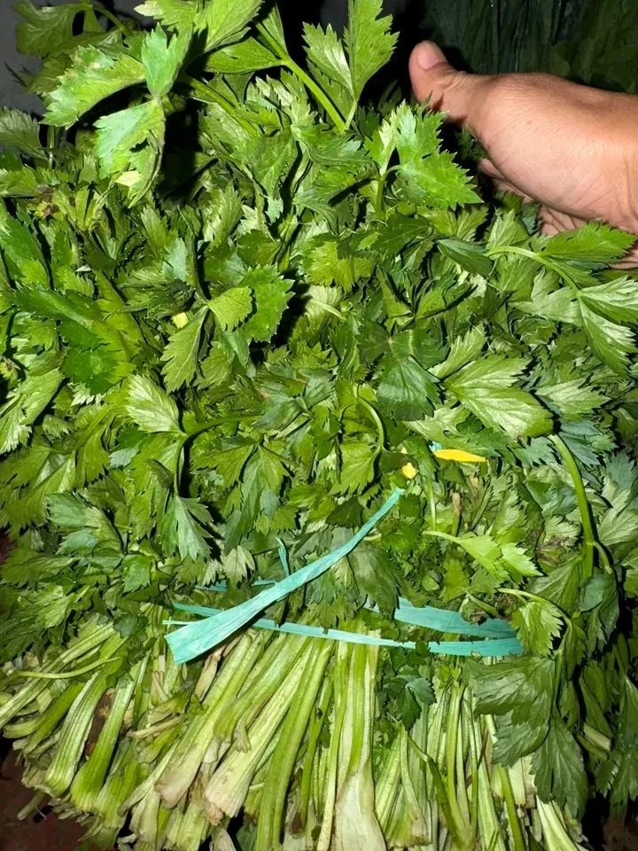 Seledri