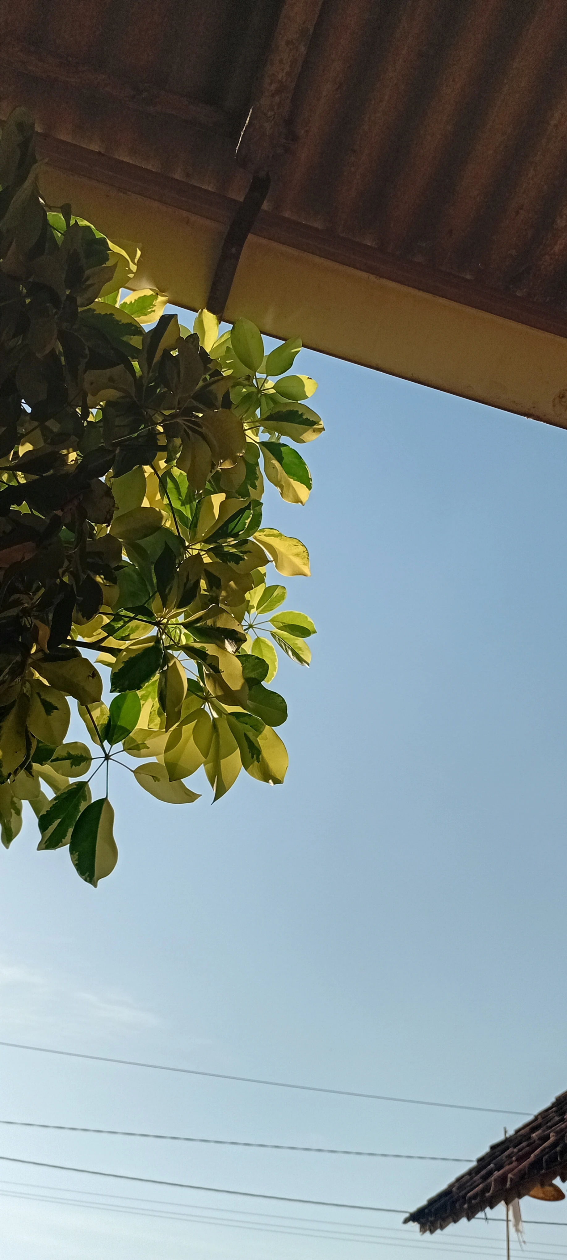 Semangat pagi