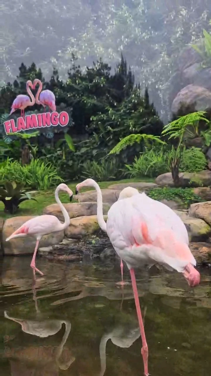 Simbol flamingo