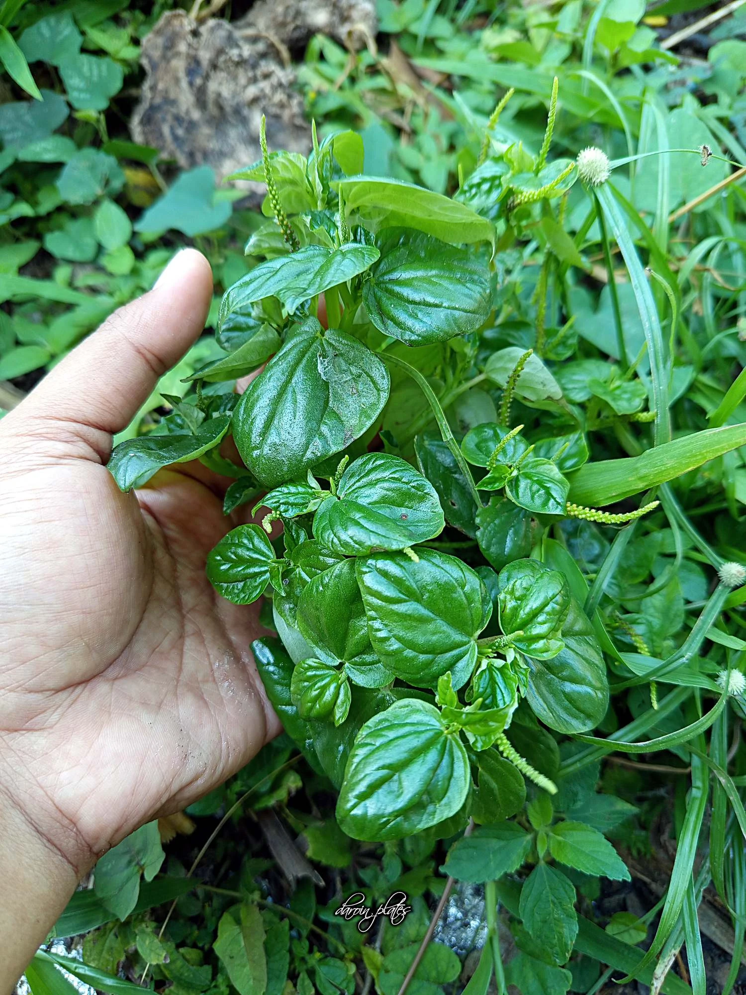 Sirih Bumi, Tanaman Liar yang Lezat #CeritaHariIni