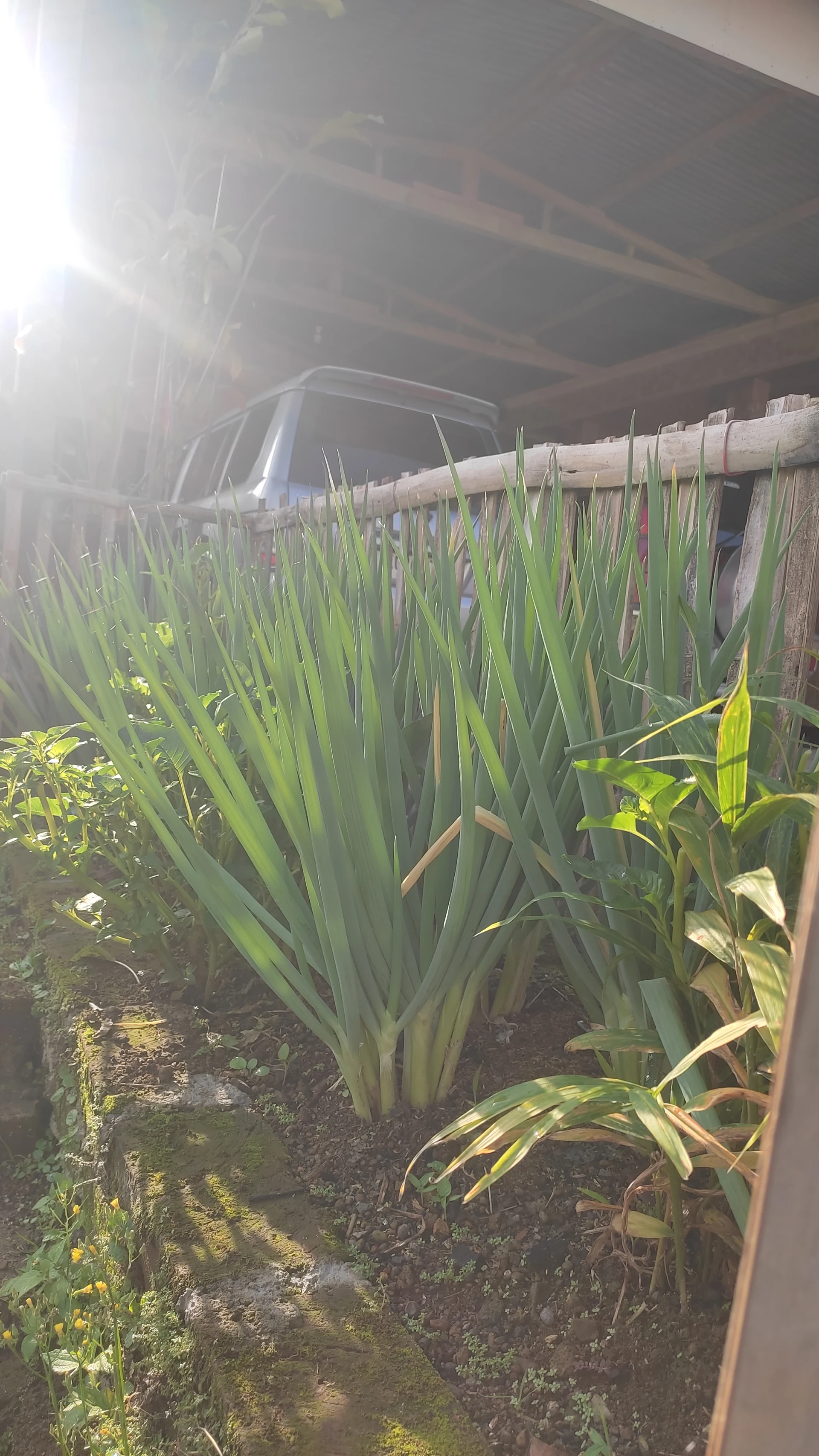 Slow Living di Pegunungan Sindoro Sumbing : Day 2 #CeritaHariIni