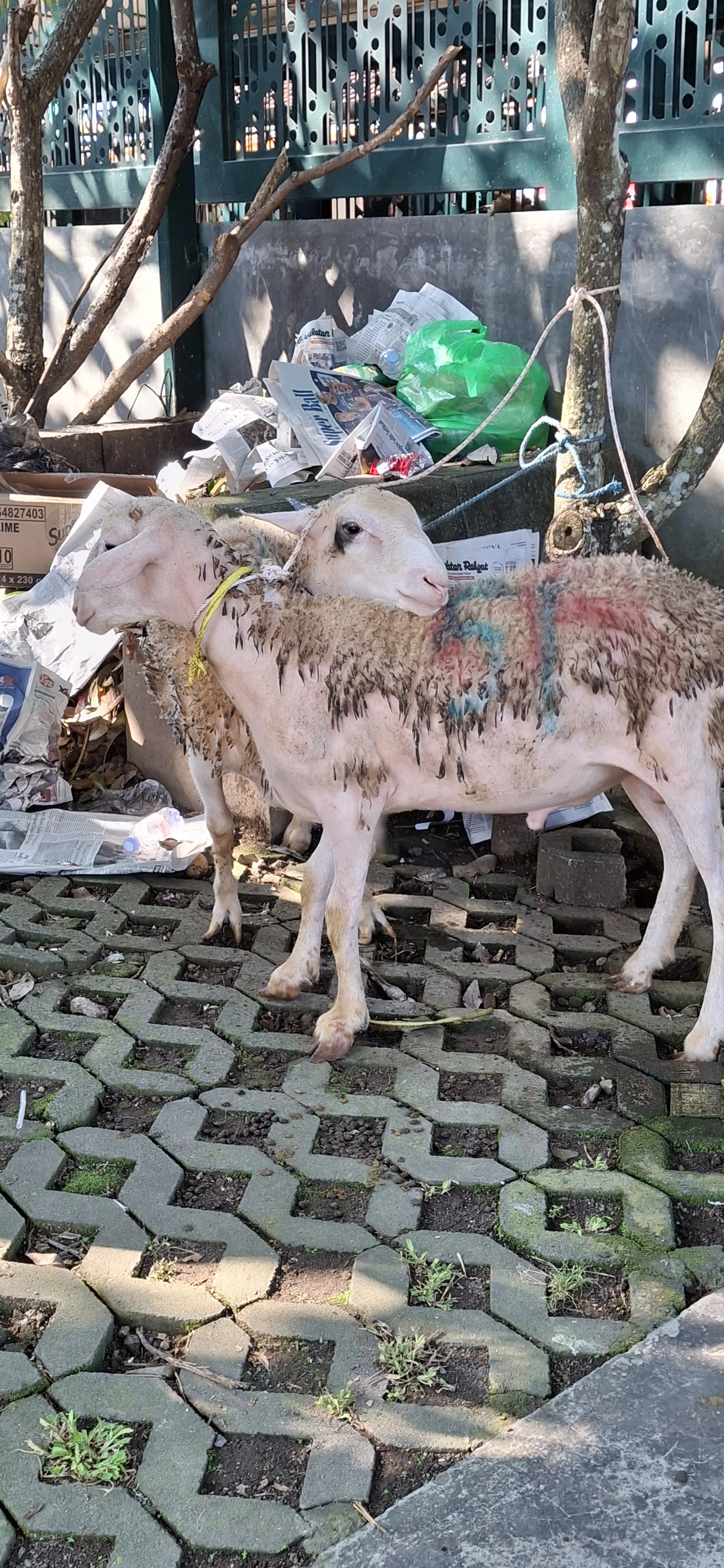 Syarat Berqurban
