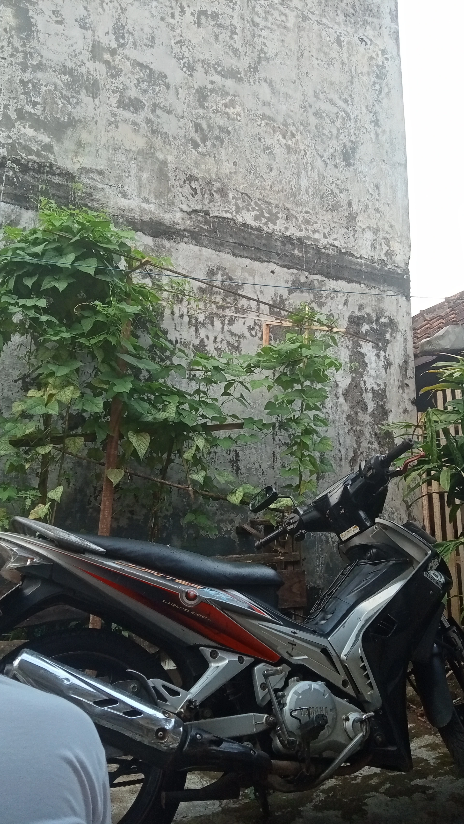 Tanaman dilahan sempit