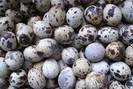 Telur puyuh