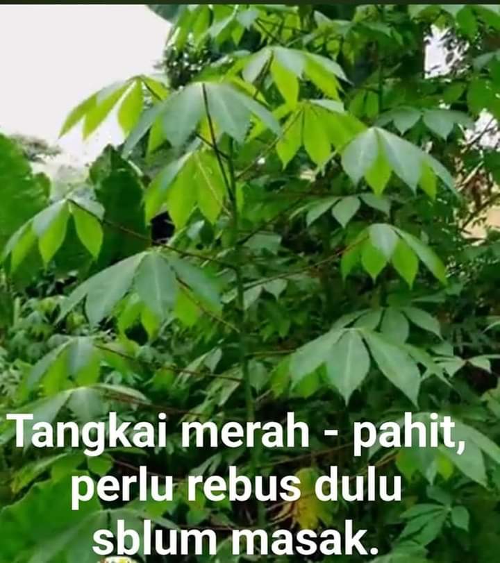 Tentang Daun singkong