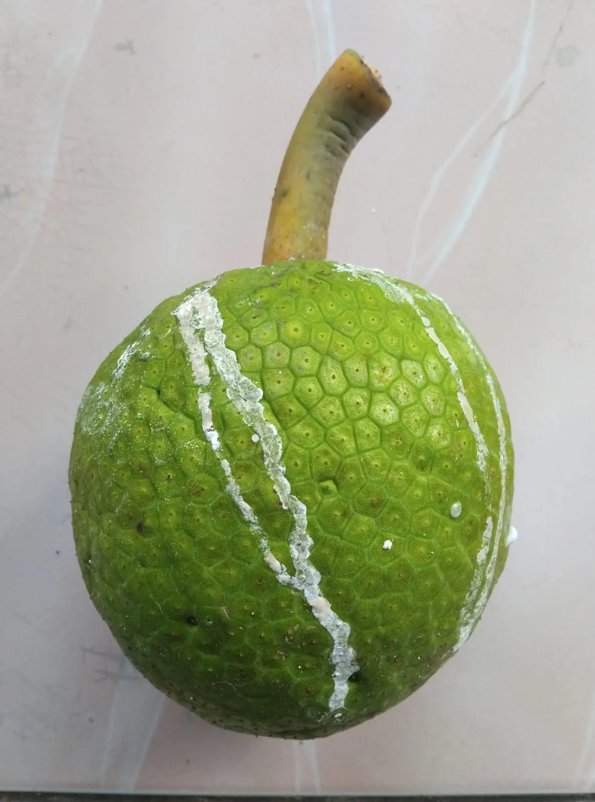Tips  cara memilih buah sukun.