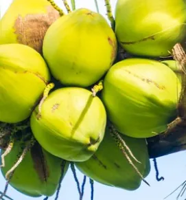 Tips Memilih Kelapa Untuk Air Kelapa Yang Segat