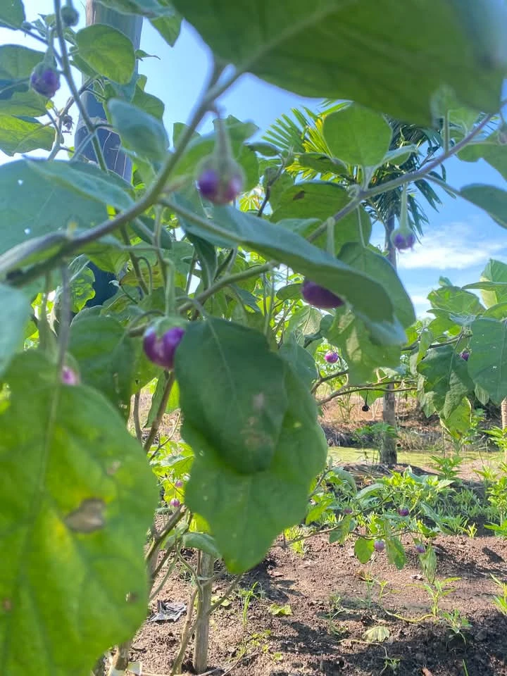 Tips menanam Sayur terong lalapan di kebun