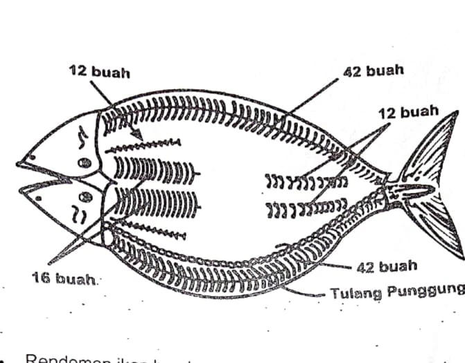 Tips menghilangkan  Duri di Ikan Bandeng