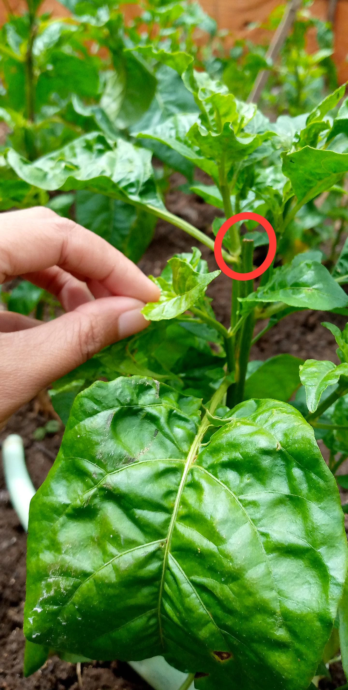 Tips pohon cabai bercabang banyak